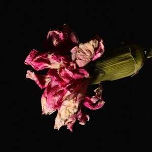 Meet your Posher, Bermia